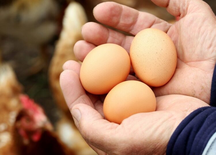 UVODNA RIJEČ: Kako su jaja postala luksuz