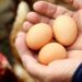 UVODNA RIJEČ: Kako su jaja postala luksuz